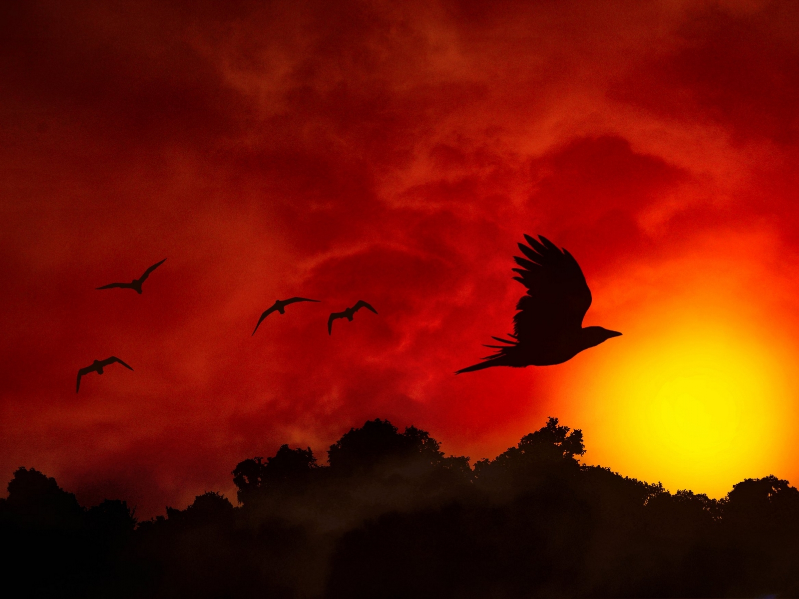 Beautiful_Birds_Fiery_Flight_W_1600x1200_wallpaperhi.com